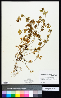 Trifolium lappaceum image