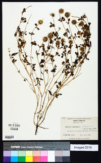 Trifolium lappaceum image