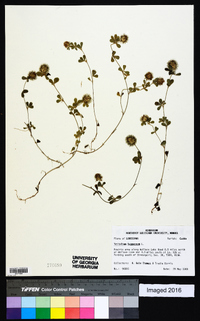 Trifolium lappaceum image