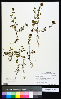 Trifolium lappaceum image