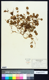 Trifolium lappaceum image