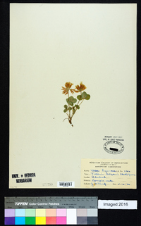 Trifolium latifolium image