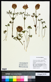 Trifolium macrocephalum image