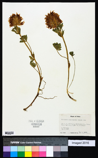 Trifolium macrocephalum image