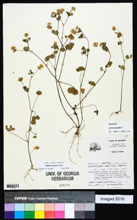 Trifolium nigrescens image