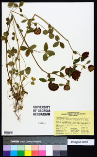 Trifolium reflexum image