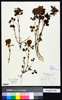 Trifolium reflexum image