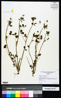 Trifolium resupinatum image