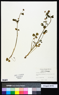 Trifolium resupinatum image