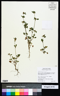 Trifolium striatum image