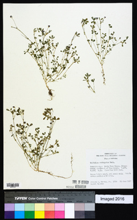 Trifolium variegatum image