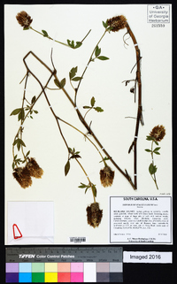 Trifolium vesiculosum image