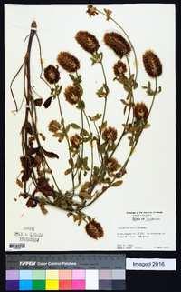 Trifolium vesiculosum image