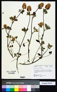 Trifolium vesiculosum image