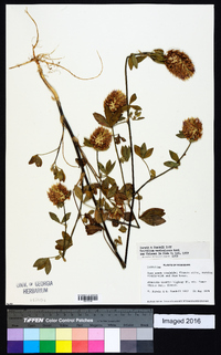 Trifolium vesiculosum image