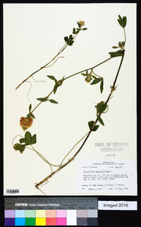 Trifolium vesiculosum image