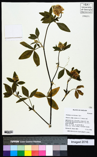 Trifolium vesiculosum image