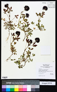 Trifolium wormskioldii image