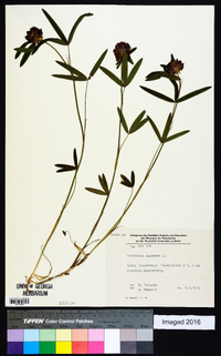 Trifolium alpestre image