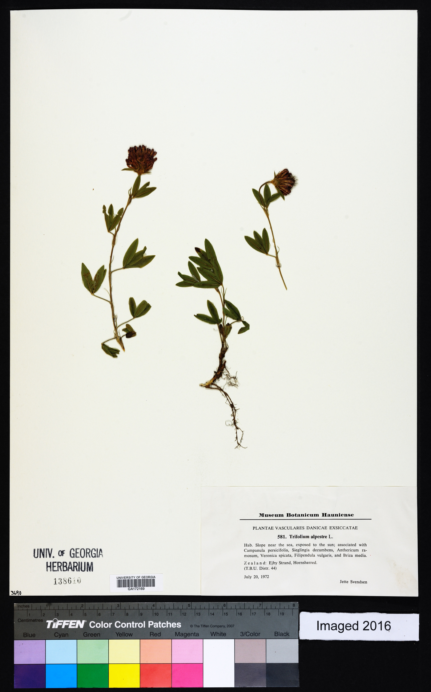 Trifolium alpestre image