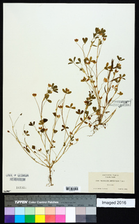 Trifolium depauperatum var. amplectens image