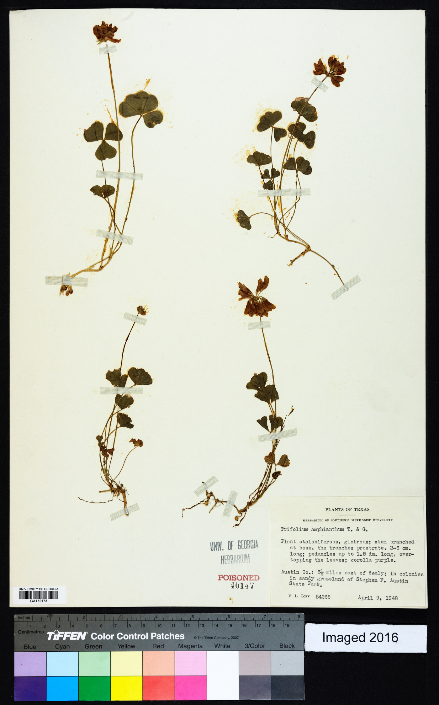 Trifolium polymorphum image