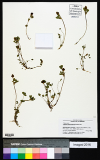 Trifolium dichotomum image