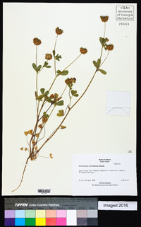 Trifolium ciliolatum image