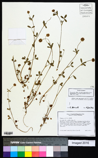 Trifolium ciliolatum image