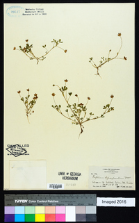 Trifolium depauperatum image