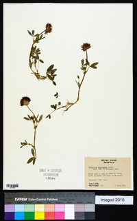 Trifolium wormskioldii image