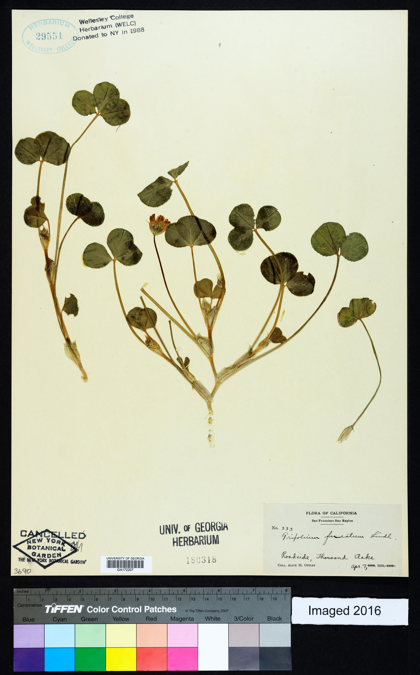 Trifolium fucatum image