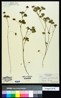 Trifolium gracilentum image