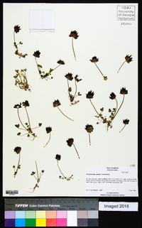 Trifolium barbigerum image