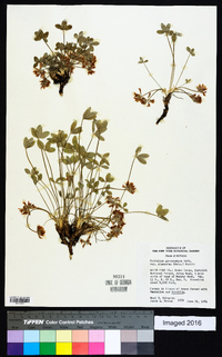 Trifolium gymnocarpon image