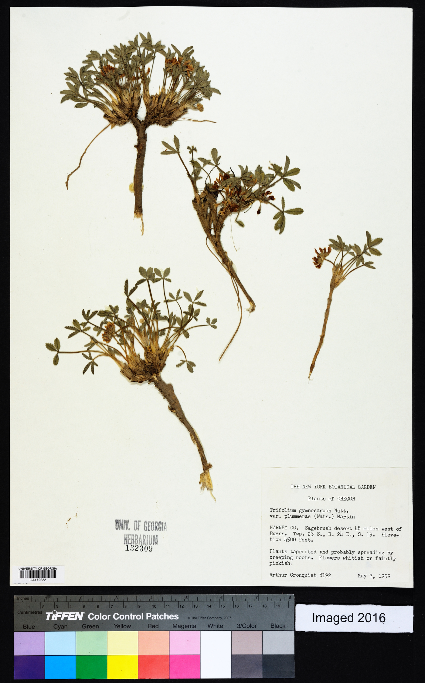 Trifolium gymnocarpon subsp. plummerae image