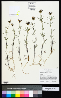 Trifolium wormskioldii image