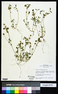 Trifolium microcephalum image