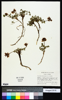 Trifolium longipes image