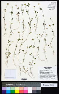 Trifolium microcephalum image