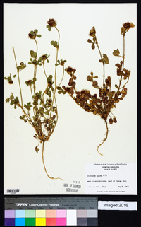 Trifolium hirtum image