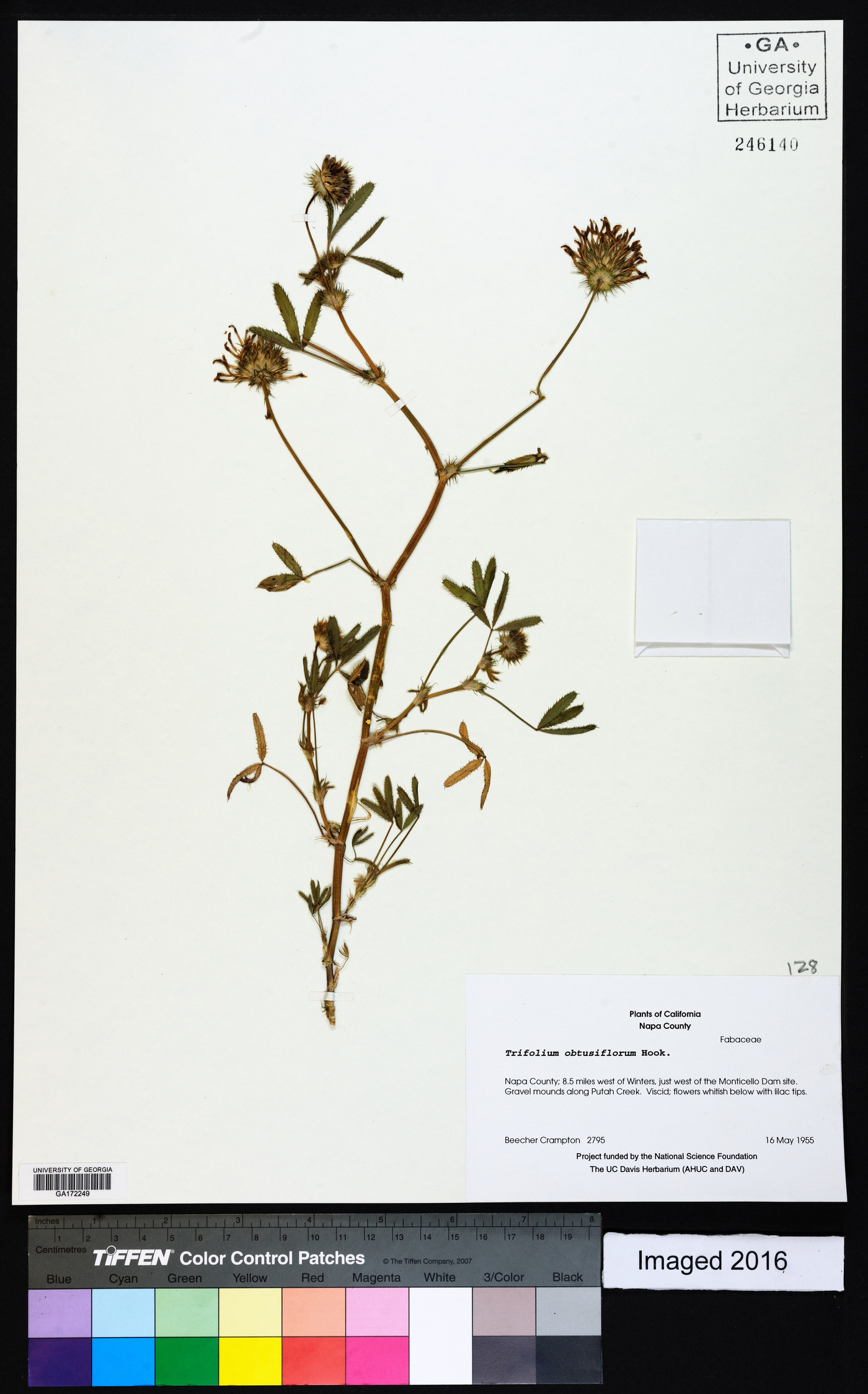 Trifolium obtusiflorum image