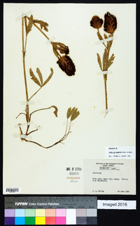 Trifolium plumosum image