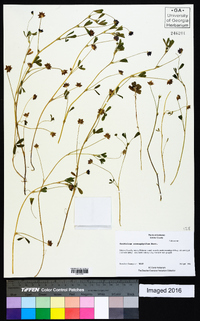 Trifolium stenophyllum image