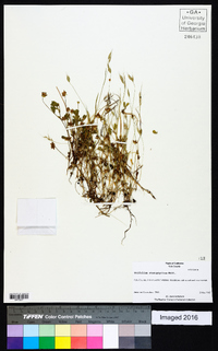 Trifolium stenophyllum image
