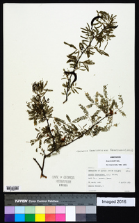 Vachellia farnesiana image