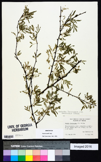 Vachellia farnesiana image