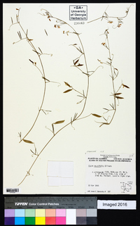 Vicia acutifolia image