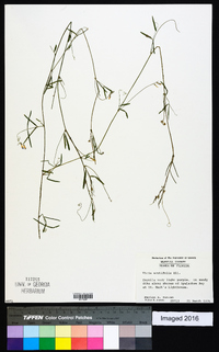 Vicia acutifolia image