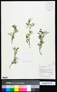 Vicia americana subsp. minor image